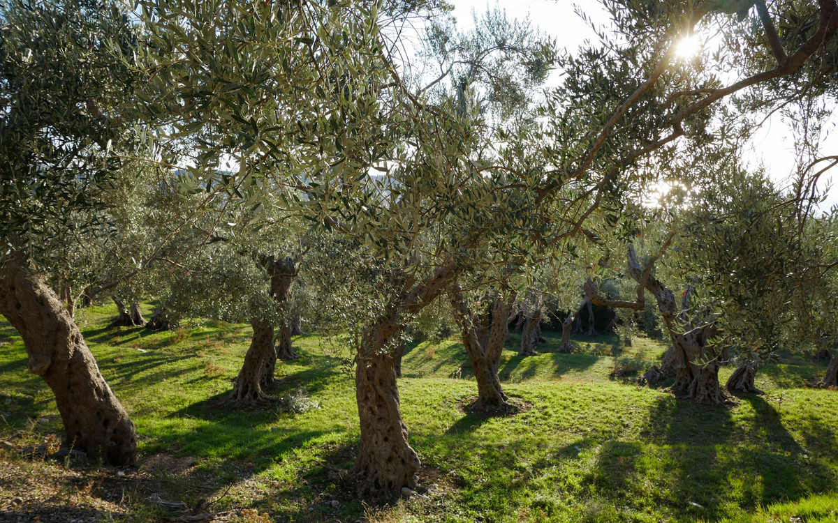 The Beauty of Bethlehem Olive Wood: From Tree to Treasure