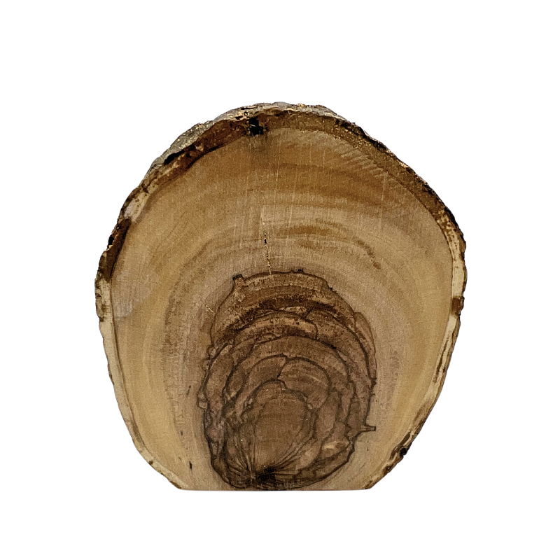 Small Olive Wood Branch Nativity Scene
